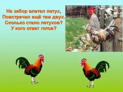 Стал петушком