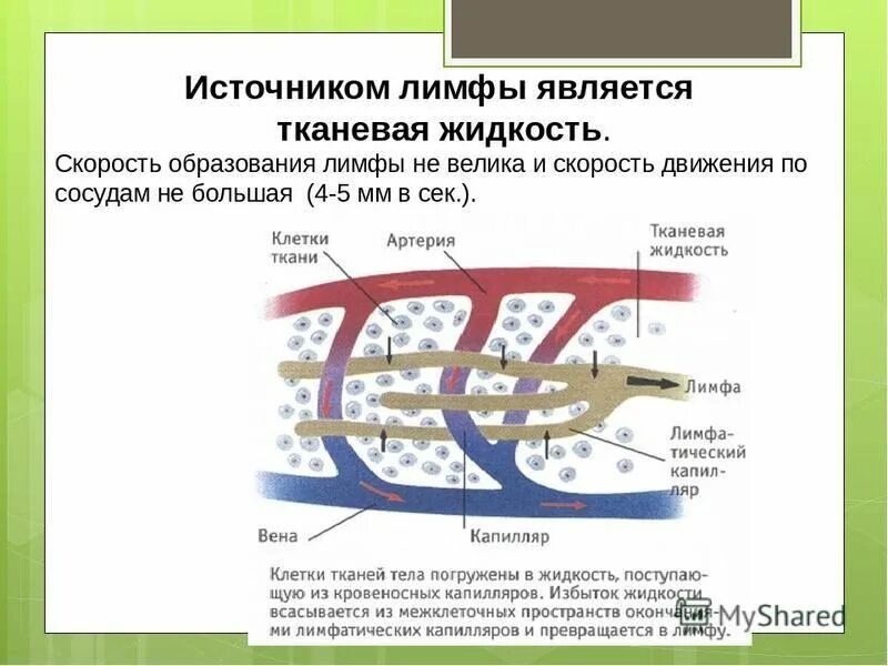 Схема образования тканевой жидкости и лимфы. Схема образования тканевой жидкости и лимфы рисунок. Состав лимфы и тканевой жидкости. Механизм образования тканевой жидкости и лимфы. Межклеточная вода в организме