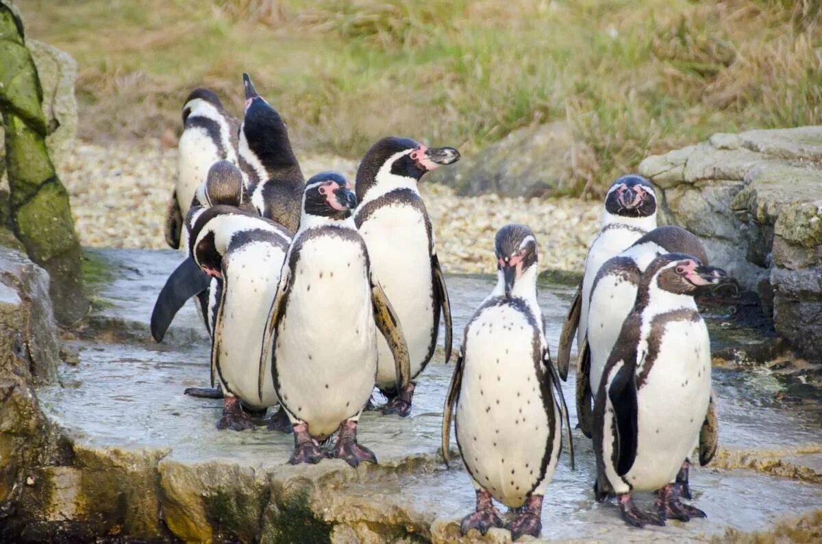Пингвин гумбольдта. Spheniscus humboldti. Перуанские пингвины Гумбольдта. Пингвин Гумбольдта или перуанский Пингвин.