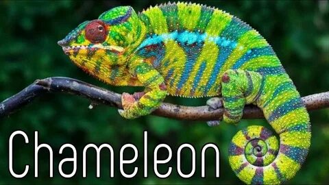 Хамелеон меняет
