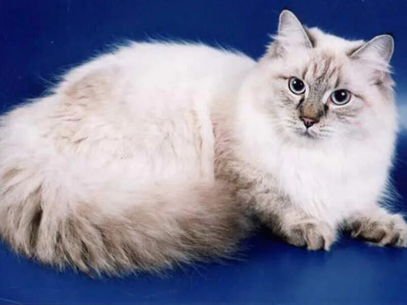 сибирская невская маскарадная кошка. невская маскарадная кошка. какая маскарадная кошка. невская маскарадная кошка. какая маскарадная кошка.