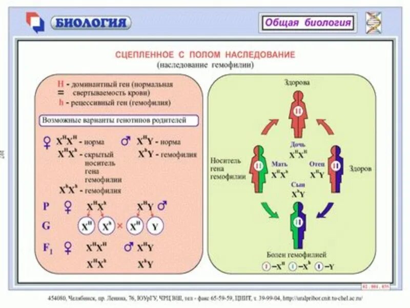 Между рецессивными генами гемофилии и дальтонизма. Генетика пола сцепленное с полом наследование 9 задачи. Биология 10 класс генетика пола сцепленное с полом наследование. Наследственное сцепленное с полом 9 класс. Наследование сцепленное с полом биология 9 класс.