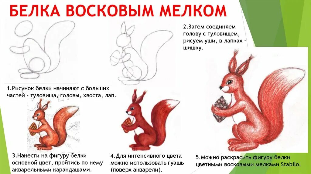 Рисование Белочка в старшей группе. Рисование белки в подготовительной группе. Рисование белка в старшей группе. Рисование белка в подготовительной группе. Белка старшая группа