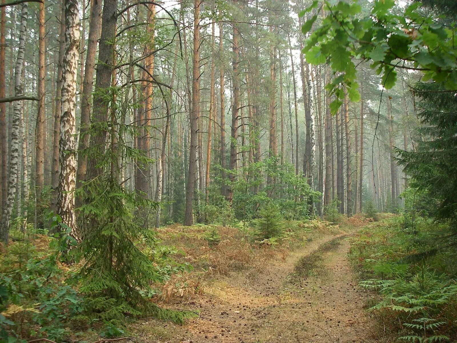 Какой лес самый богатый