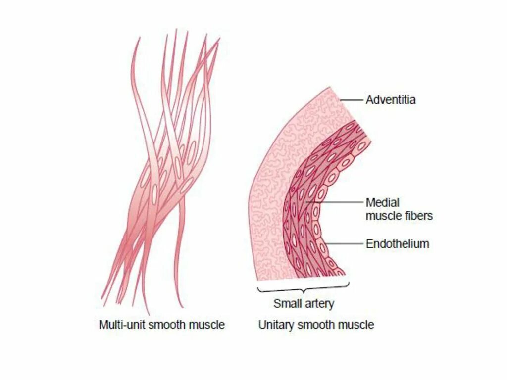 Иннервирует гладкие мышцы. Multi Unit smooth muscle. Унитарные гладкие мышцы. Унитарные и Мультиунитарные гладкие мышцы. Гладкие мышцы физиология.