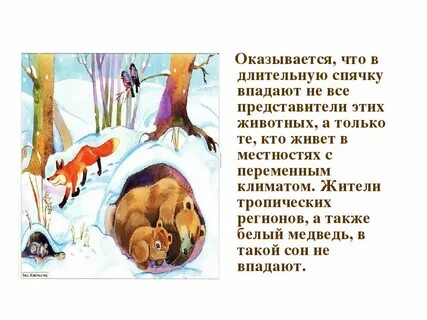 Крыса впала в спячку