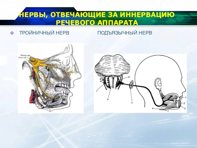 Иннервация речевого аппарата это. Схема иннервации мышц речевого аппарата. Иннервация артикуляционного аппарата. Иннервация мышц артикуляционного аппарата. Схема иннервации речевогоаппара.