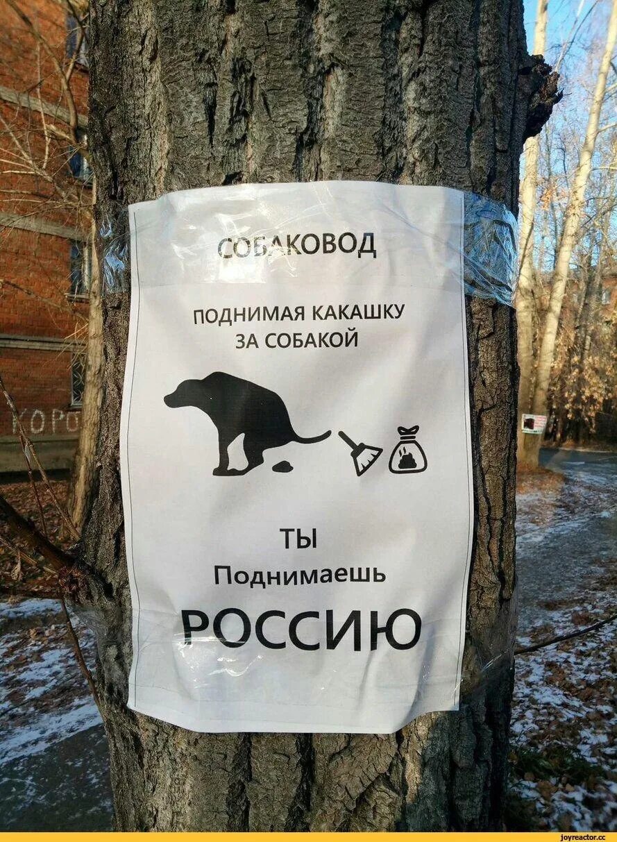 Собачья какашка. Объявление убирать фекалии за собаками. объявление собачьи экскременты. смешная собачья какашка.