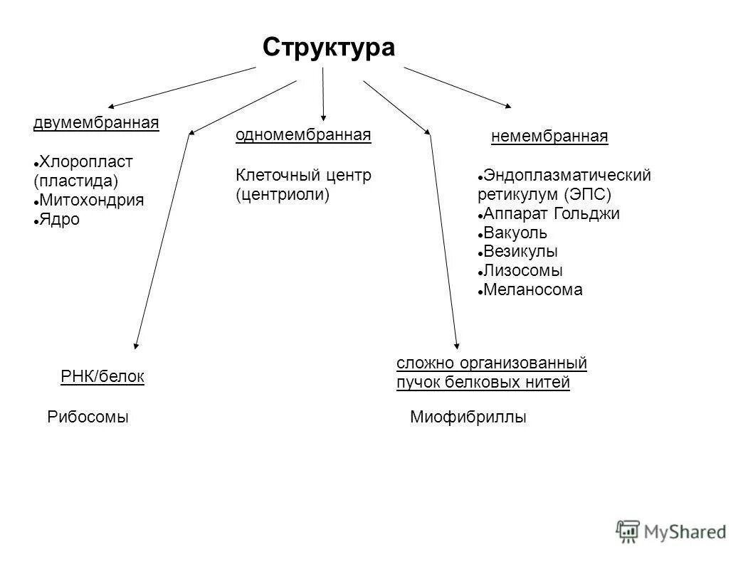 Немембранные органеллы клетки. Пластиды мембранные или немембранные. Одномембранные органеллы эукариот. Ядро это двумембранная структура одномембранная структура. Органеллы одномембранные и двумембранные немембранные.