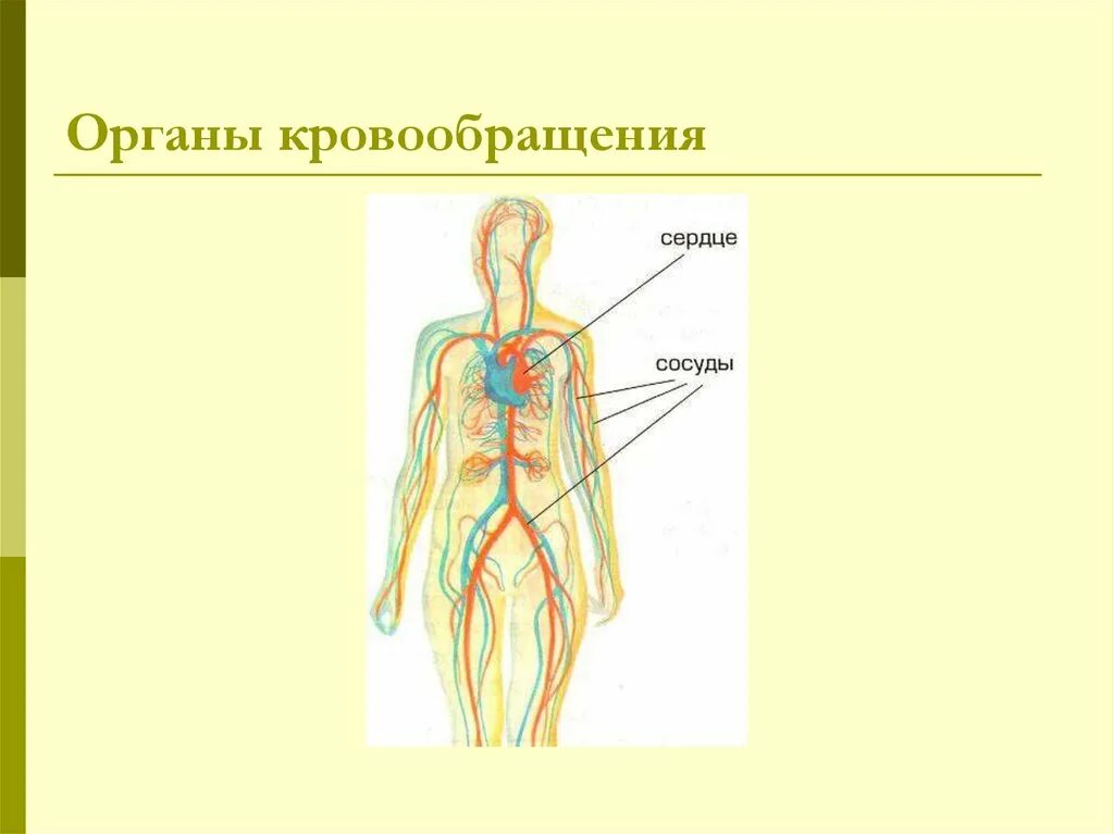 Органы кровообращения 8 класс. Органы кровообращения. назовите органы кровообращения. органы кровообращения человека 4 класс окружающий мир. органы кровообращения человека презентация.