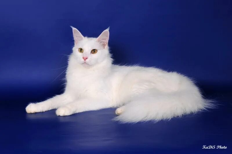 Мейн кун белый. Мейн кун белый кот. Белая кошка Мейн кун. Мейн кун белый Солид. Белый мейкун