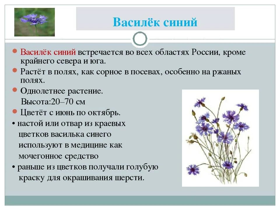 Васильки 3 класс. Описание цветка Василек 3 класс. Василек характеристика растения. Описание цветка василька 3 класс. Василек описание растения 4 класс.