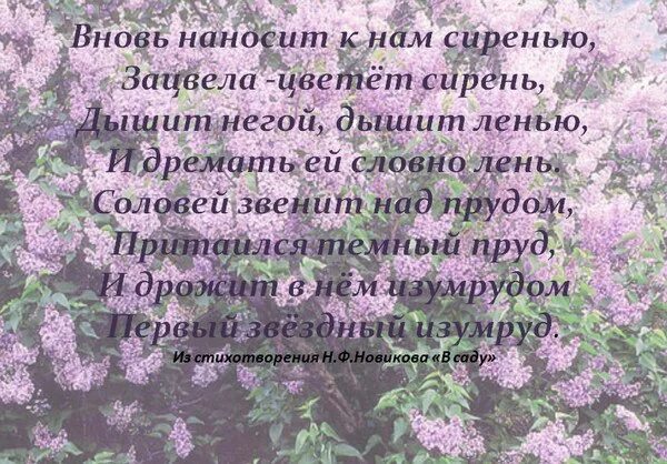 Цветущий май текст. Стихотворение про сирень. Стихи про сирень. Стихи про сирень красивые. Стих про сирень короткий.