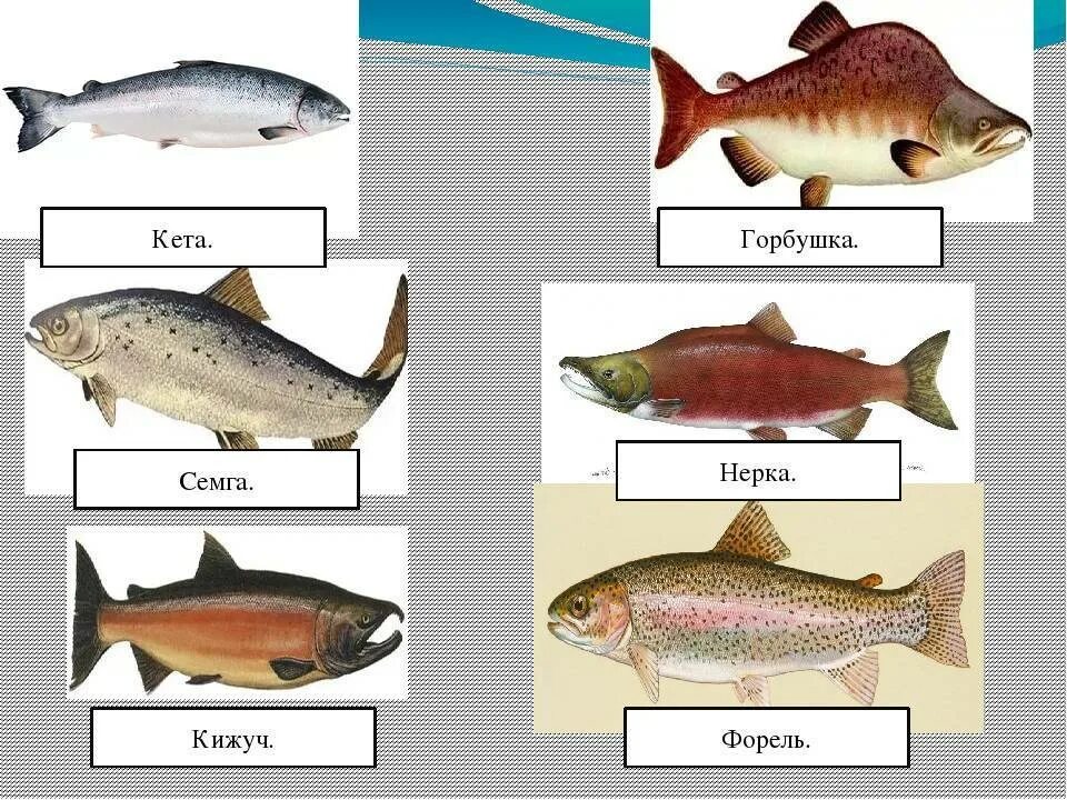 Рыбы семейства лососевых названия. Отличия кижуч горбуша кета форель. Семга чавыча кета горбуша нерка кижуч. Семейство лососевых рыб кета.