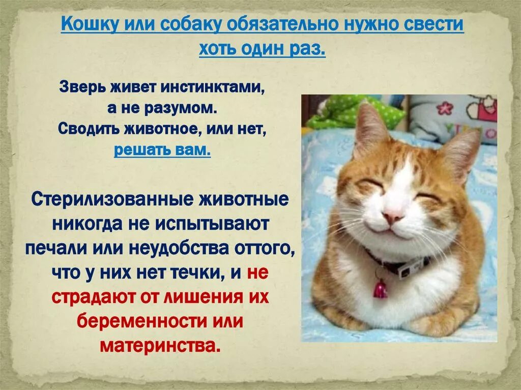 Как действовать кошку. Свести кошку с котом. Как сводить кошек первый раз.