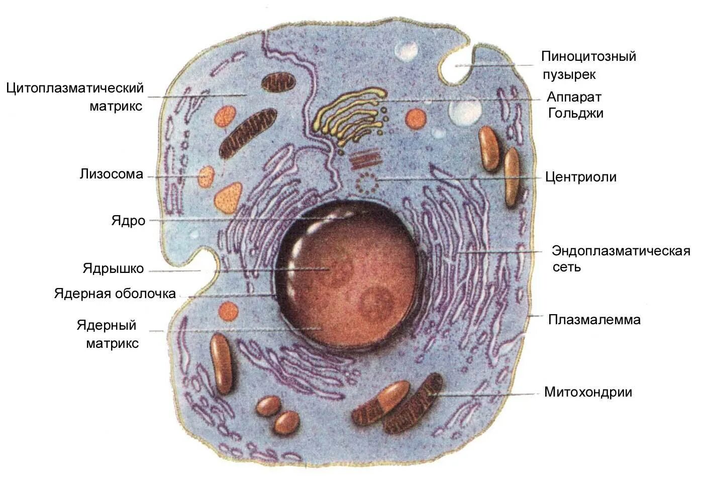 Структура эукариотической животной клетки. Строение эукариотической клетки растения. Строение эукариотической клетки рисунок. Схема строения животной клетки.