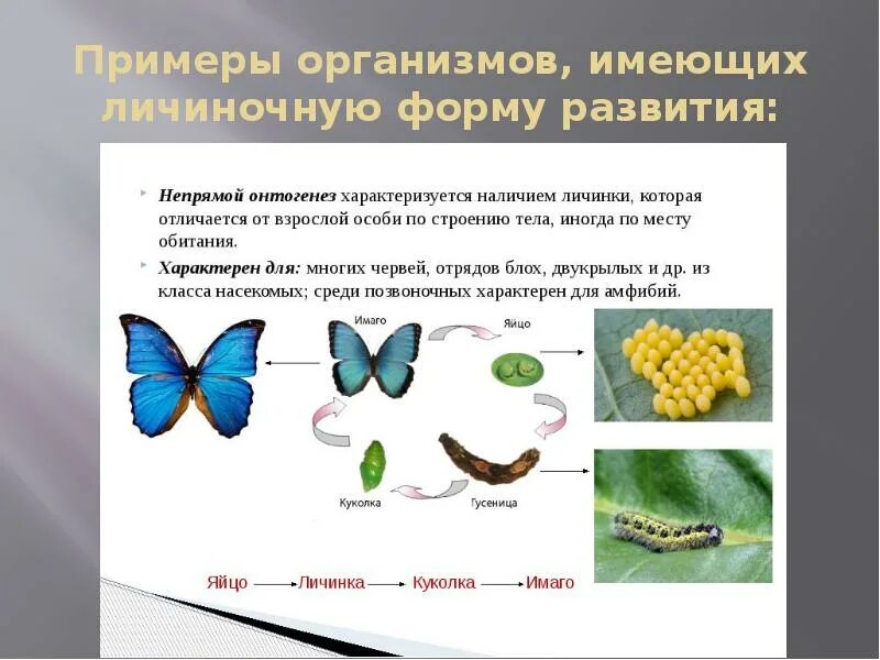 Онтогенез характерен. Непрямой личиночный онтогенез. Личиночный Тип онтогенеза схема. Непрямой онтогенез с неполным превращением. Непрямой личиночный Тип онтогенеза.