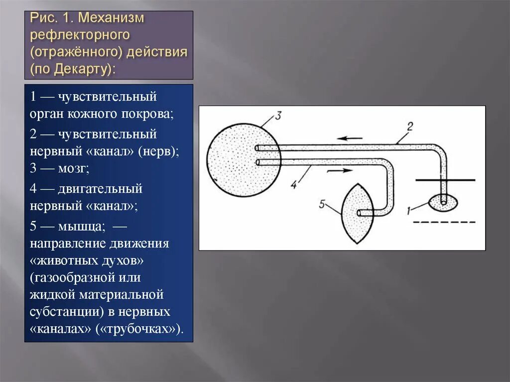 Р рефлекс