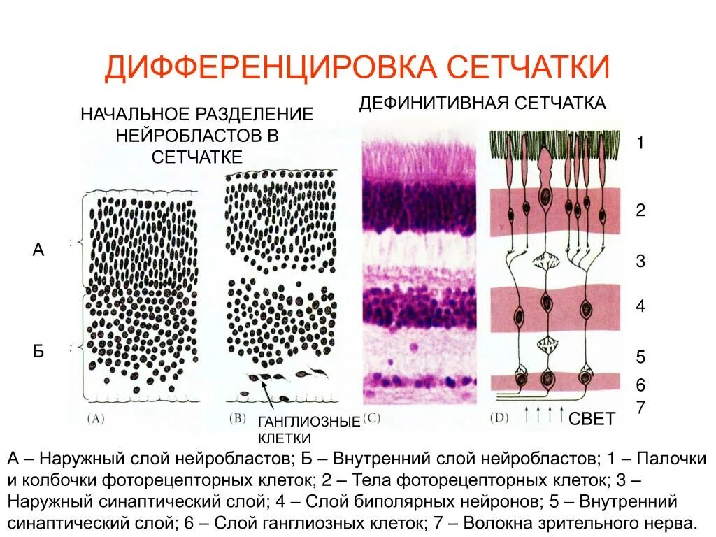 4 колбочки зрение. Палочки и колбочки сетчатки глаза гистология. Слои клеток сетчатки глаза. Ганглиозный слой сетчатки. Слой ганглиозных клеток сетчатки.