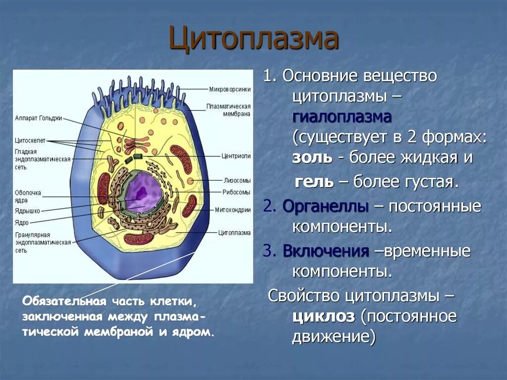 Любые клетки имеют. Структура цитоплазмы клетки. Органоид ядро цитоплазма клеточная мембрана функция. Строение клетки мембрана цитоплазма органоиды ядро.