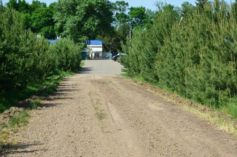 Лагерь Тополек Усть-Лабинский район. Тополек лагерь Краснодарский край Усть Лабинск. Суворовское Краснодарский край Усть-Лабинский район. Хутор Кубанский Усть-Лабинский район. Погода суворовское усть лабинский краснодарский край