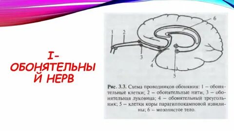 Обонятельный нерв
