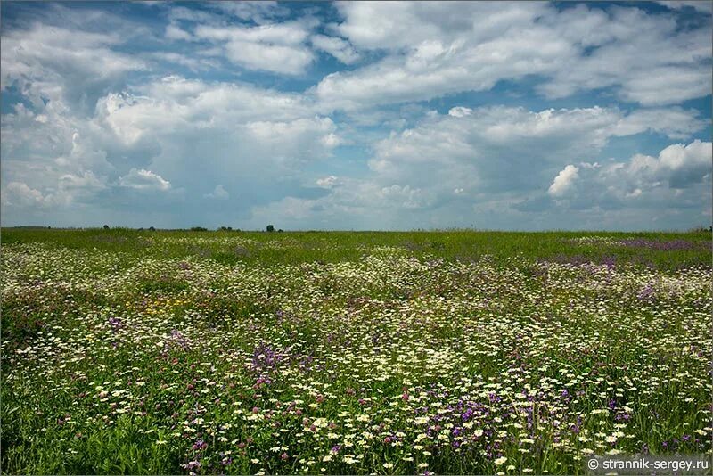 Луга в 4 доме. Новоаннинский район луговые поля. Луга Воронежской области. Луг Брянской области. Луга разнотравье Пермского края.