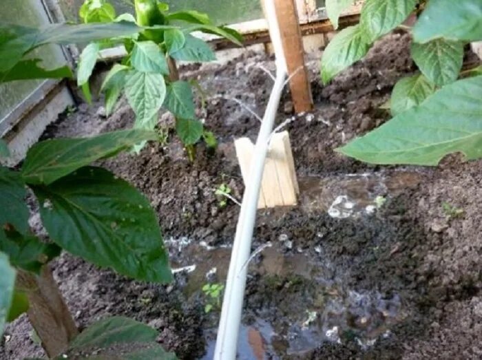 полив теплицы из пластиковых труб своими руками. капельный полив в теплице. капельный полив для теплицы. полив из пластиковых труб. автополив в теплице.
