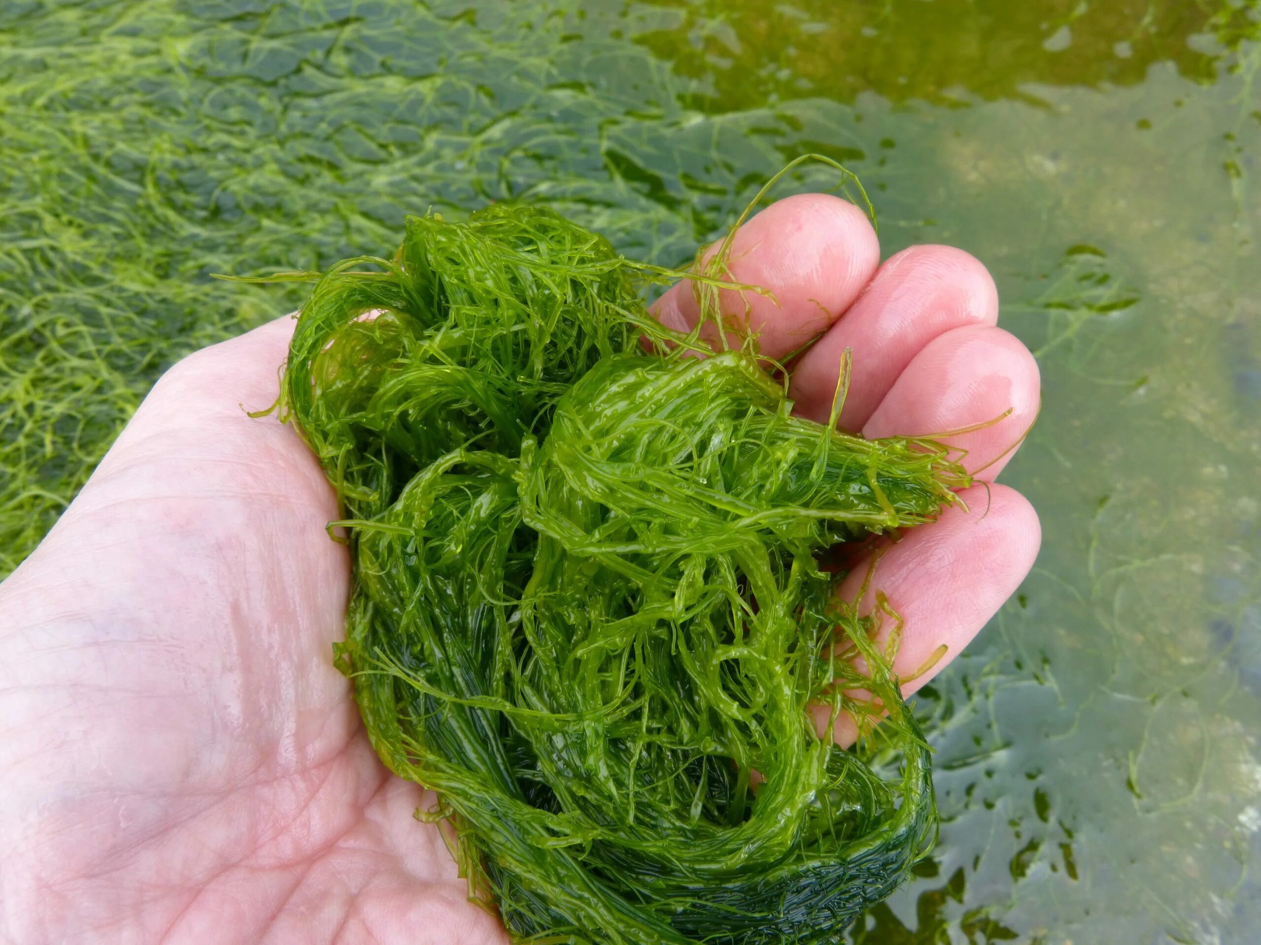 Маленькие водоросли