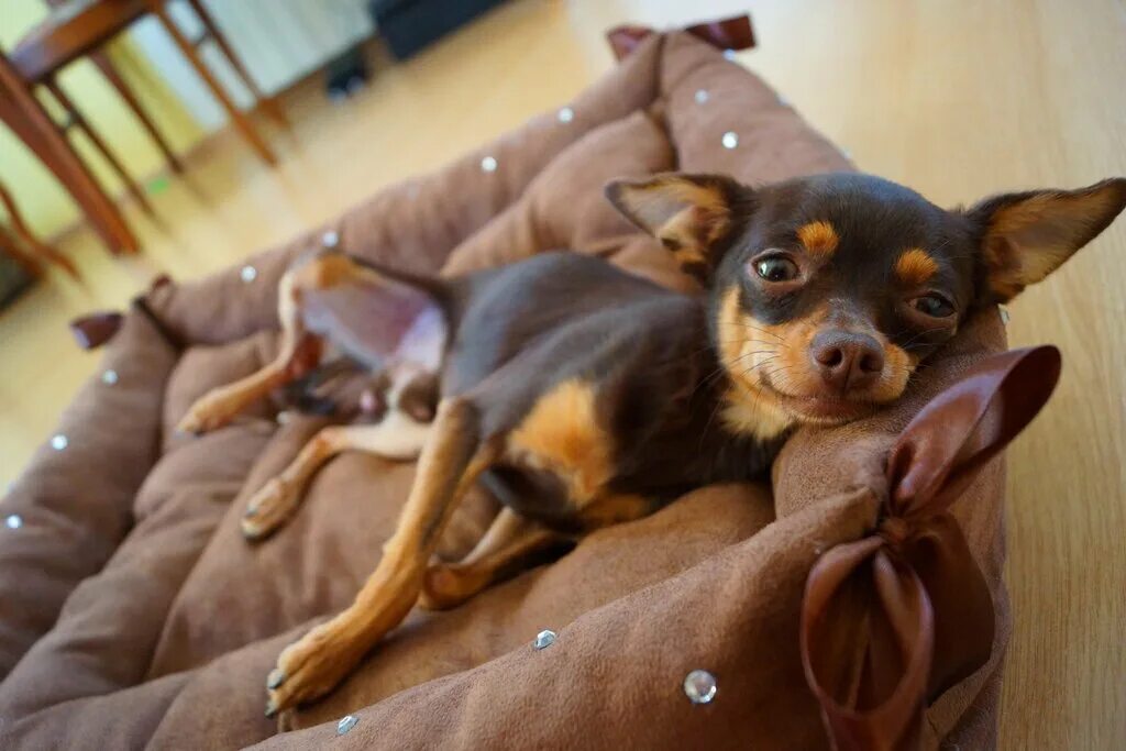 Размещение с животными. Гостиница для собак. Отель для собак. Путешествие с питомцем. Собака с чемоданом.