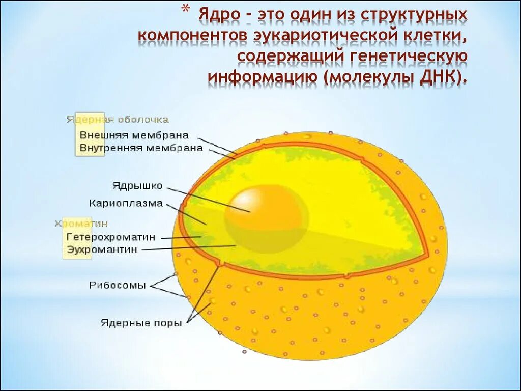 Строение ядра урок. Строение ядра клетки. Схема ядра эукариотической клетки. Схема ядро мембрана ядерный сок хроматин. Функции ядра эукариотической клетки.