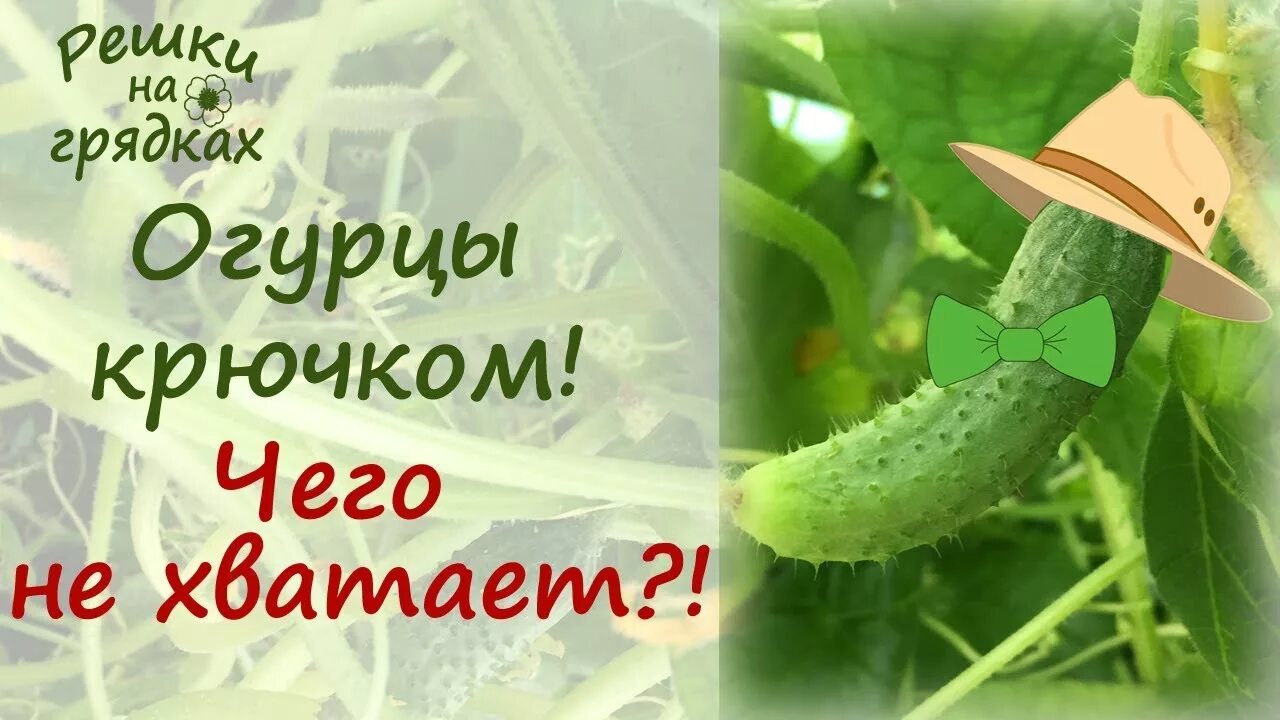 Деформированные огурцы. Огурцы неправильной формы. Огурцы деформируются. Огурцы растут кривые. Огурцы растут.
