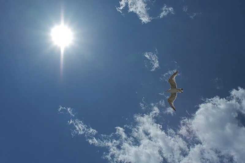 Песня птица взлетает в небо. Птицы в небе. Жаворонок высоко в небе. Птица высоко в небе. Жаворонок в небе.