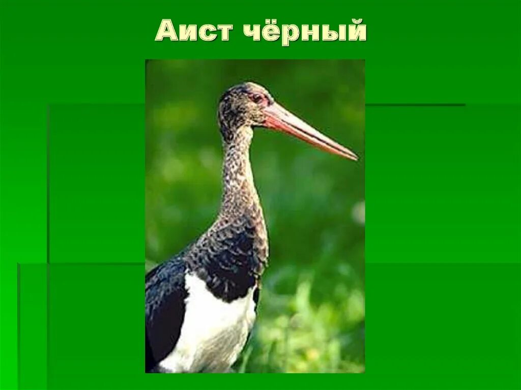 Редкие животные Тюменской области. Краснокнижные животные Тюменской области. Животный мир Тюменской области. Редкие животные Тюменской области занесенные в красную. Красная книга тюмени