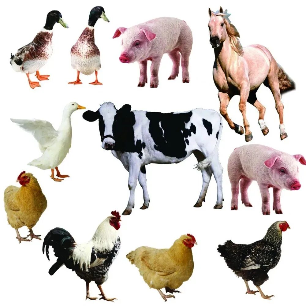Коровы свиньи куры. Сельскохозяйственные животные и птицы. Корова свинья курица. Коровы овцы куры.