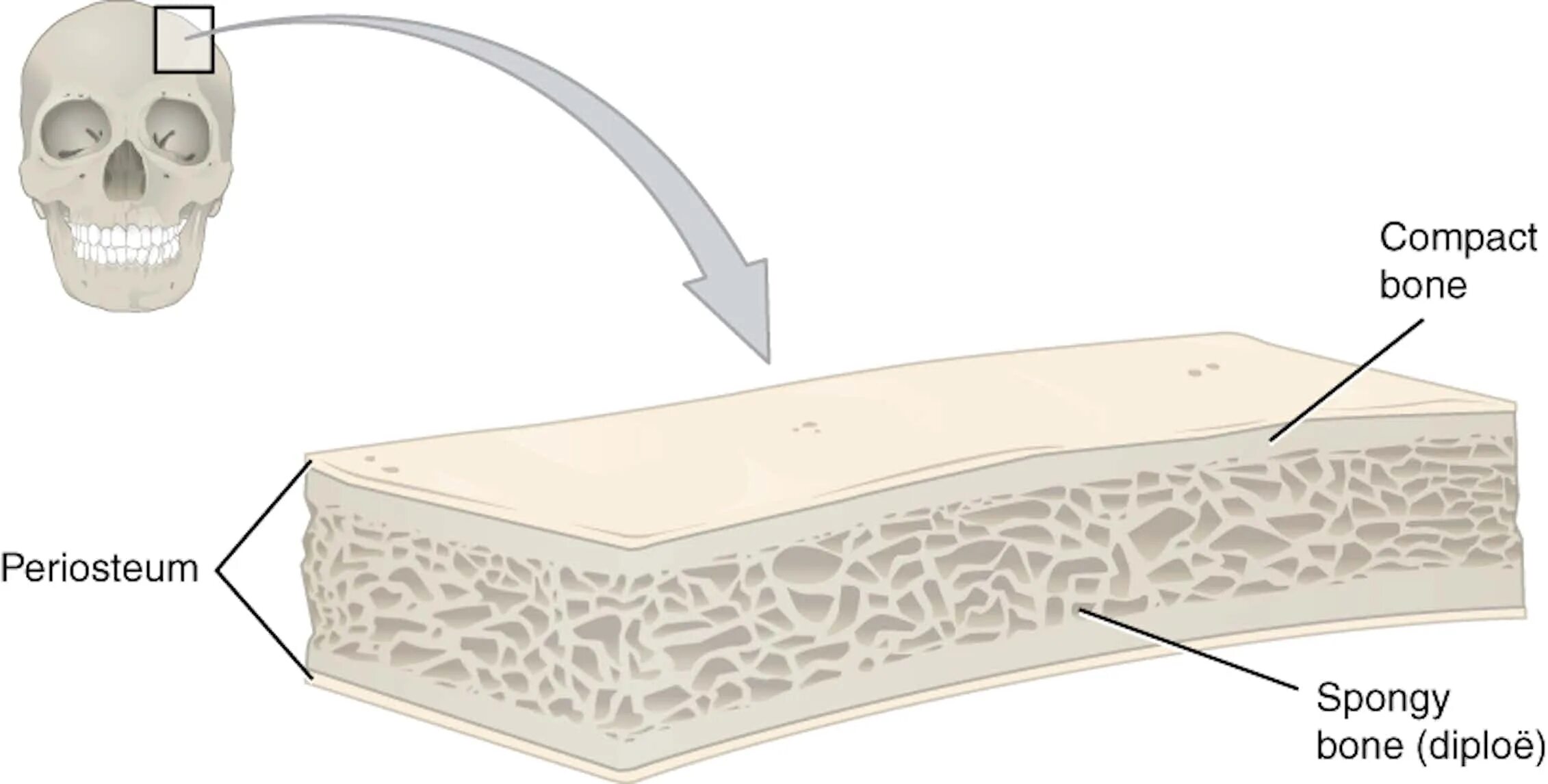 Диплоэ кости. Строение костей диплоэ. Диплоэ это анатомия. Препарат плоской кости. Bone meaning