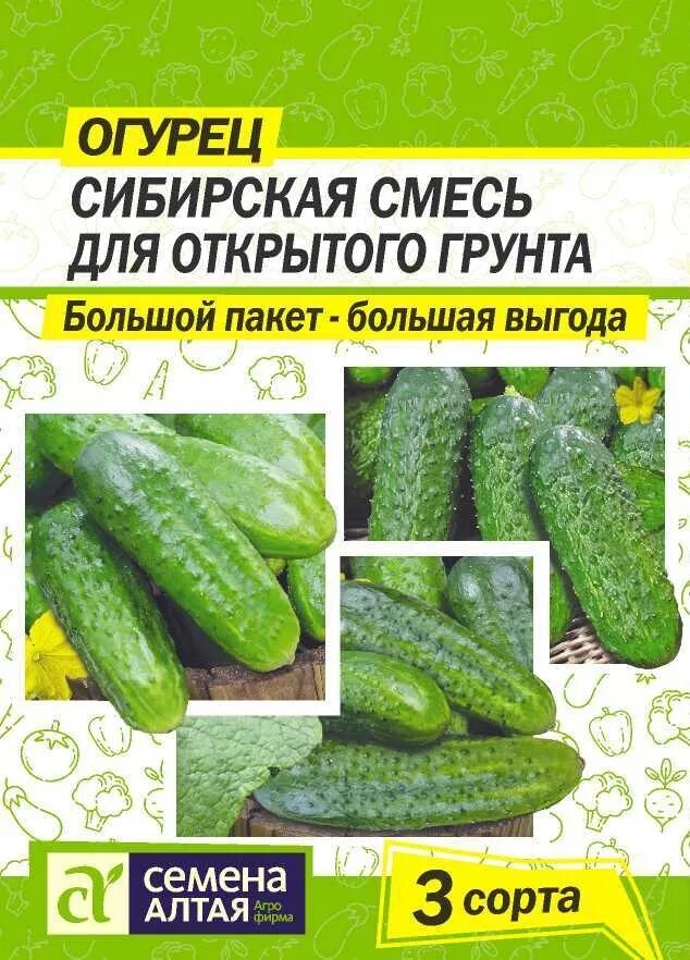 Огурцы сорт для сибири. Семена алтая огурцы для открытого грунта. огурец сибирская смесь для открытого грунта. огурцы семена алтая лучшие сорта. семена алтая огурцы для теплицы.