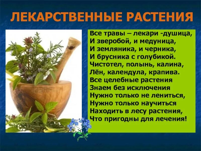 Стихи о лекарственных травах. Стихи о лекарственных растениях. Стихи про ядовитые растения. Стихи о лечебных растениях. Стихи о травах.