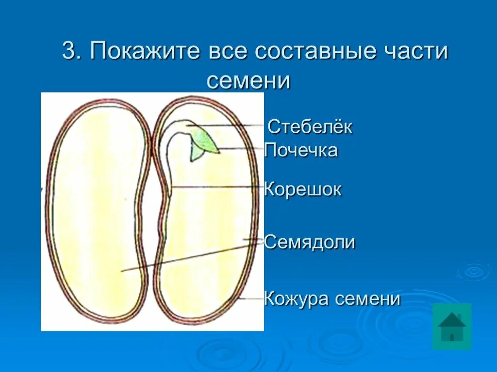 Почечка состоит. Семенная кожура зародышевый корешок зародышевая почечка. Составные части семени. Составные части семени фасоли. Рисунок семени и составные части.