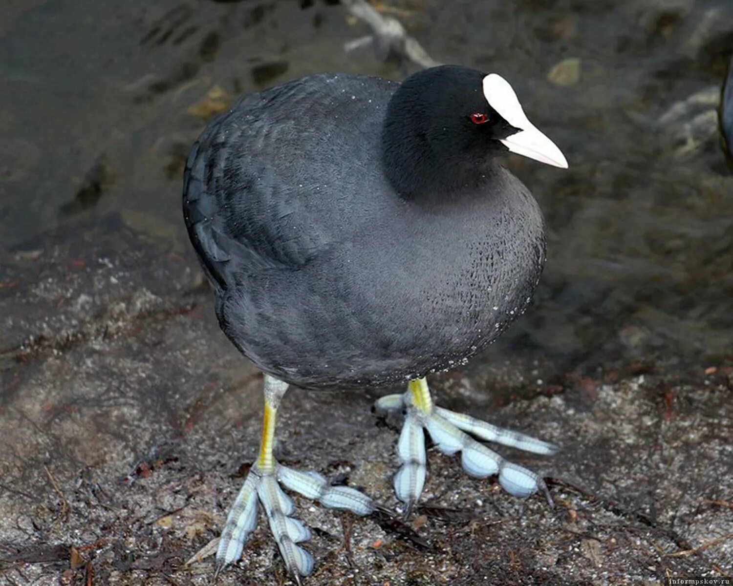 Лысуха хохлатая. Лысуха (Fulica atra). Лысухи водоплавающей птицы. Американская лысуха (Fulica Americana). Утка с белым лбом