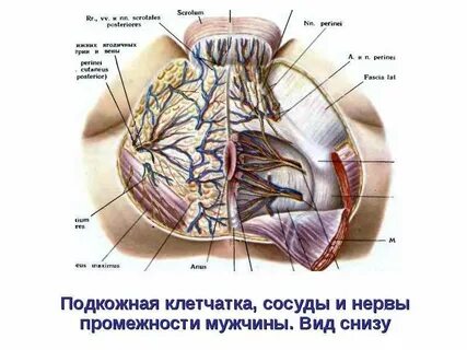 ХИРУРГИЧЕСКАЯ АНАТОМИЯ МАЛОГО ТАЗА - презентация, доклад, проект скачать