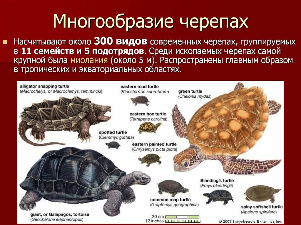 Отряд черепахи представители. Черепахи многообразие. Название черепах. Видовое многообразие черепах. Признаки класса черепахи