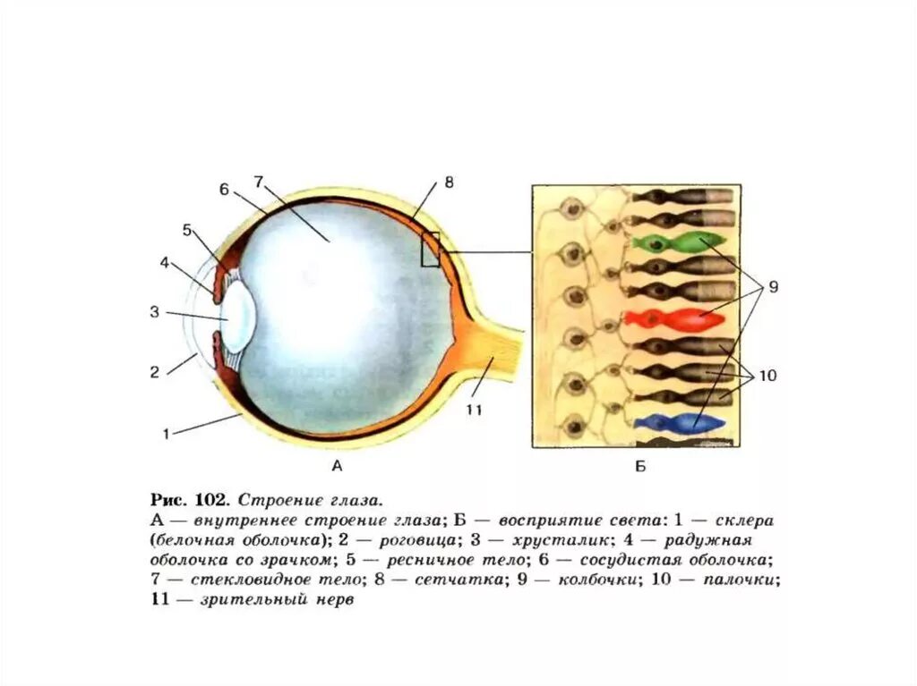 Строение 8. Строение глаза колбочки и палочки биология 8 класс. Строение глаза колбочки и палочки рис 102. Глаз внутреннее строение колбочки. Строение глаза рис 135.