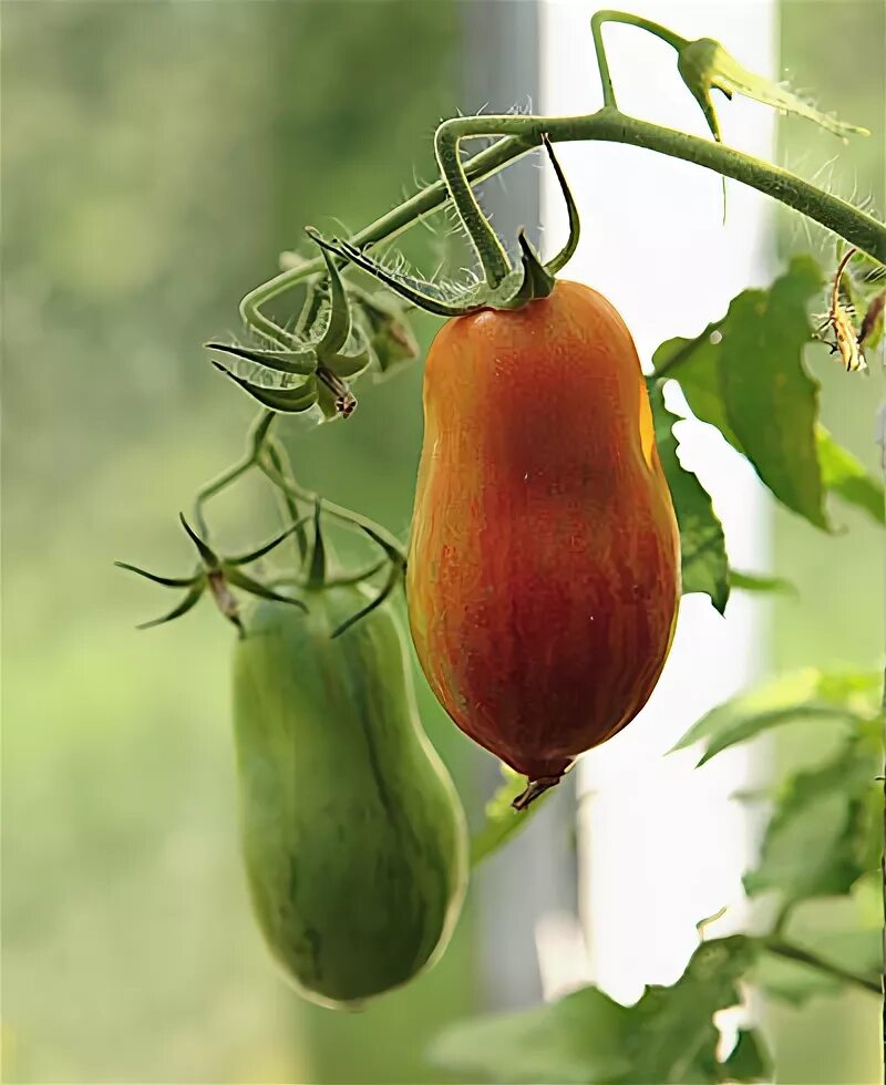 Don tomato. Помидоры сорт Дон Жуан. Сорт томата Дон Жуан. Томат Дон Жуан описание. Томат Дон Жуан фото.