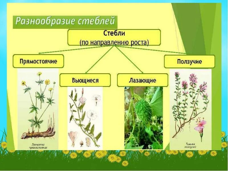 Многообразие стеблей. Разнообразие стеблей растений. Формы стеблей растений. Стебель покрытосеменных.