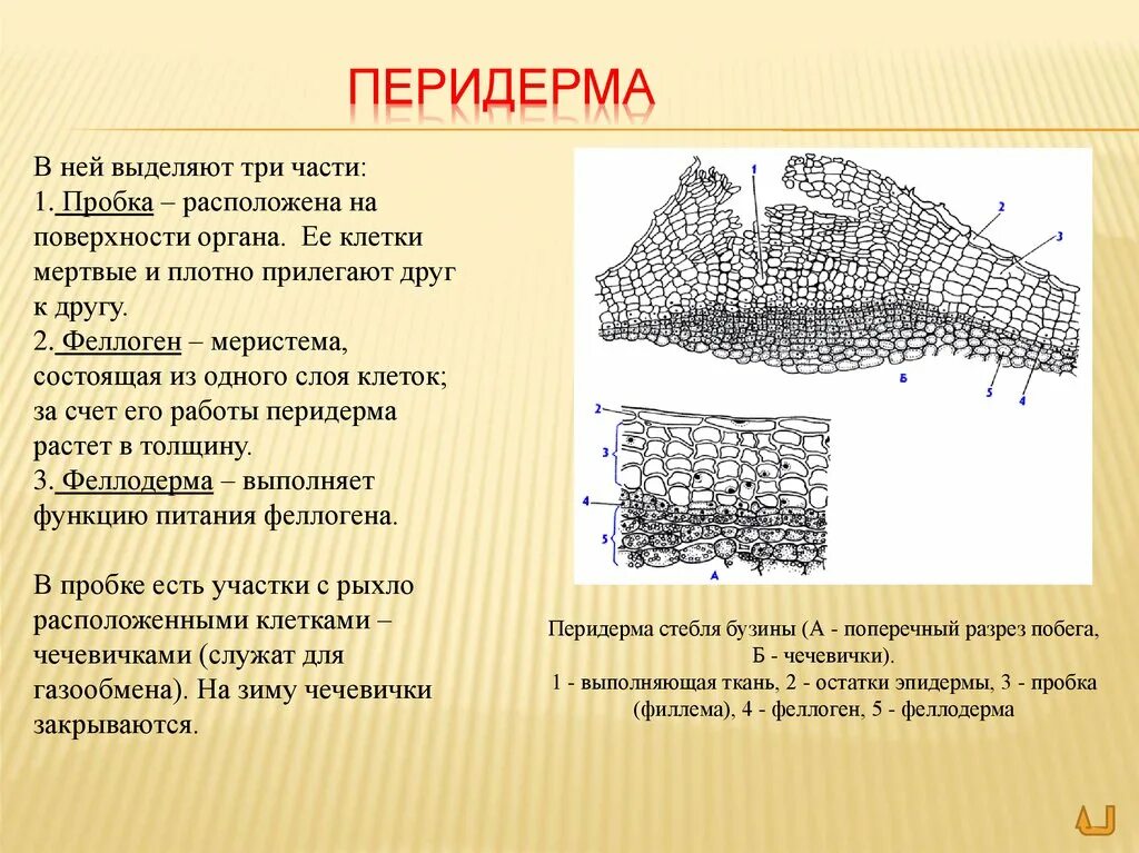 Из образовательной ткани состоит кожица
