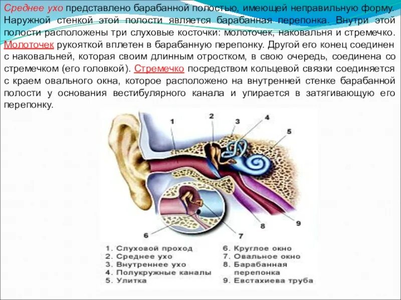 Среднее ухо барабанная перепонка слуховые косточки. Среднее ухо барабанная полость евстахиева труба. Полость среднего уха функции. Функции барабанной перепонки уха. В среднем ухе расположены 3