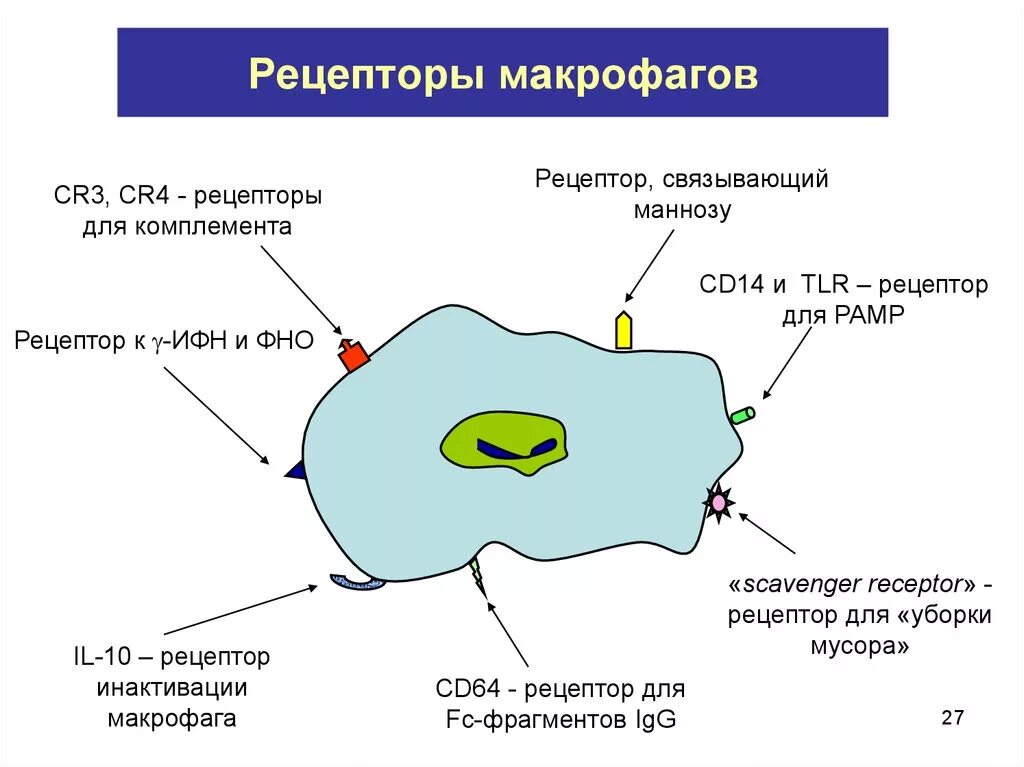 Рецепторы фагоцитоза иммунология. Рецепторный аппарат макрофагов. Рецепторы на поверхности макрофагов. Мембранные рецепторы макрофагов. Макрофаги фагоцитоз