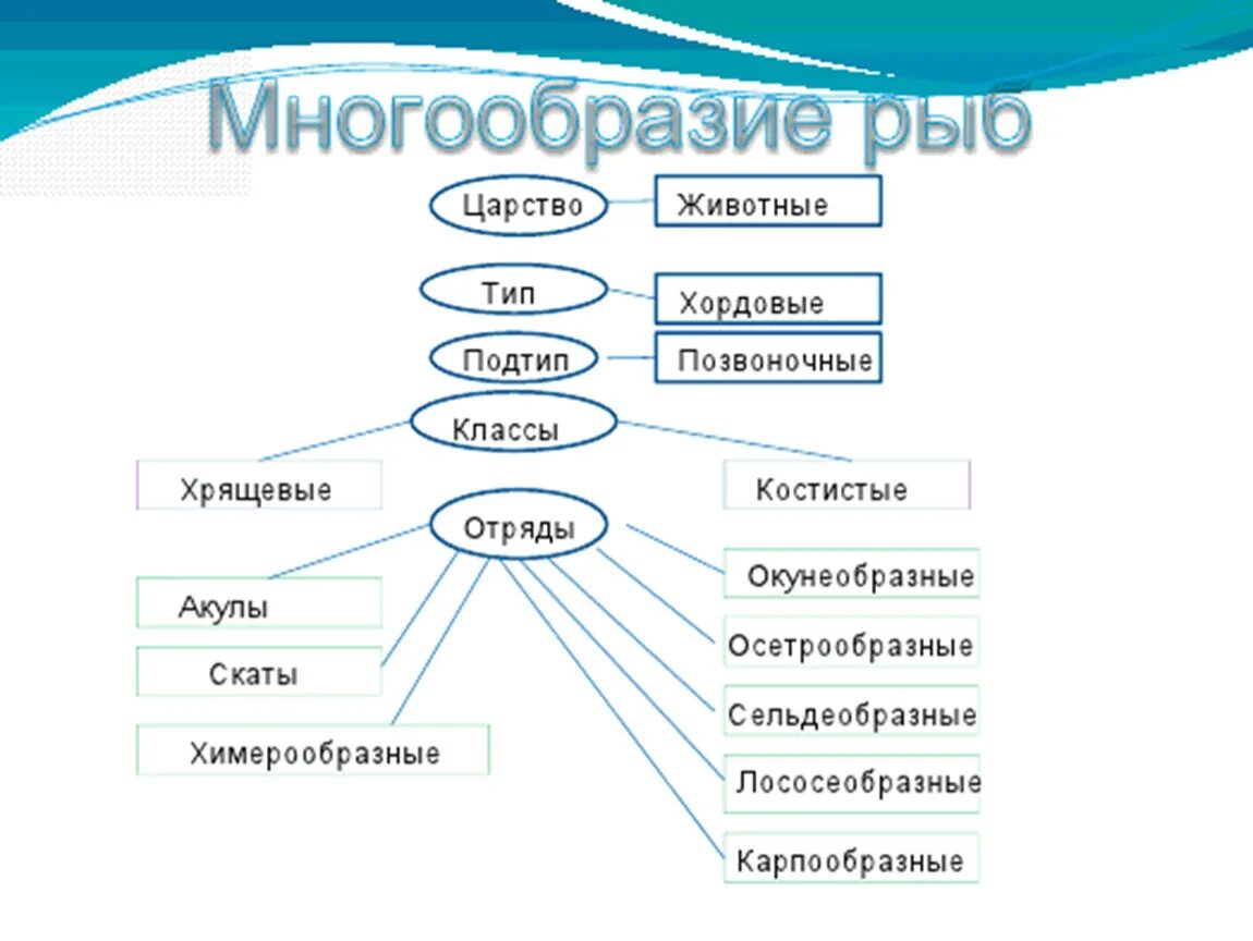 Таблица царство вид отряд. Виды и классы животных. Систематика животных рыбы. Классы и отряды рыб. Класс рыбы классификация.