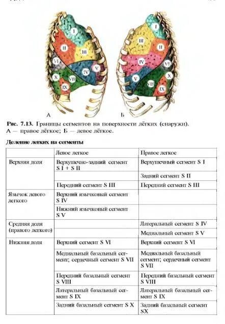 Сегменты границы. Сегменты легкого таблица. доли и сегменты легких таблица. границы сегментов легких. сегменты легких схема.
